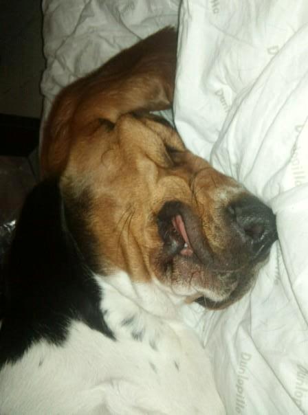 Basset hound Daisy billede 4