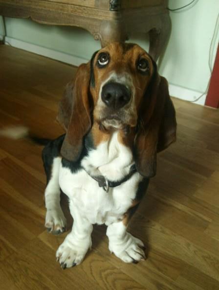Basset hound Daisy billede 5