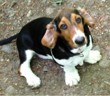 Basset hound Daisy billede 6