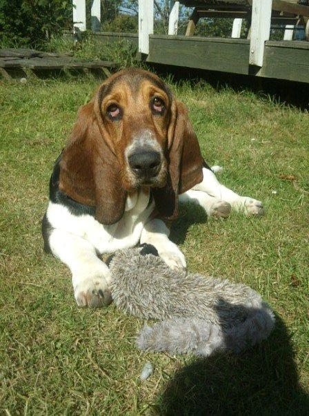 Basset hound Daisy billede 7