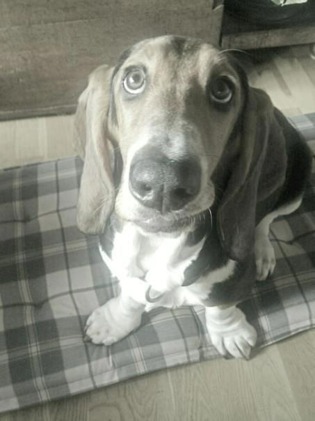 Basset hound Daisy billede 8