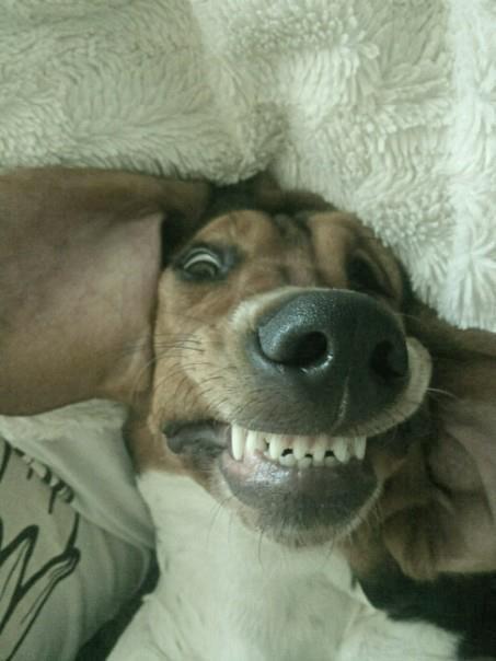 Basset hound Daisy billede 9