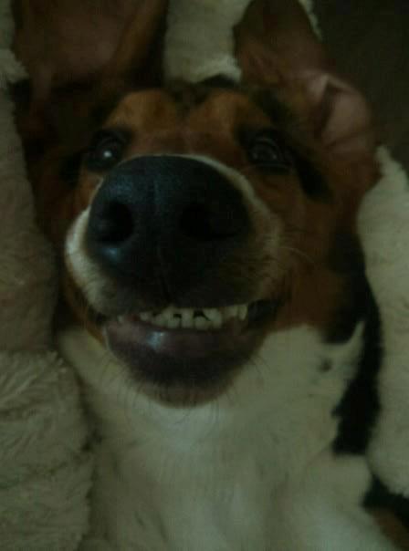 Basset hound Daisy billede 10