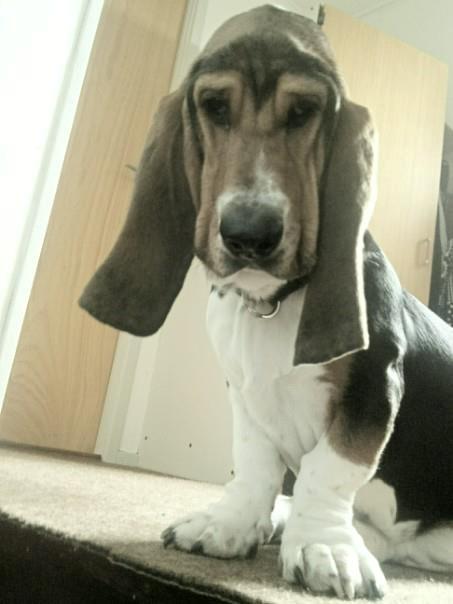 Basset hound Daisy billede 11