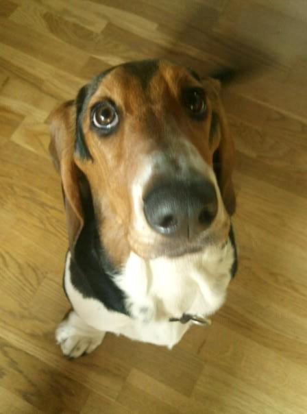 Basset hound Daisy billede 12