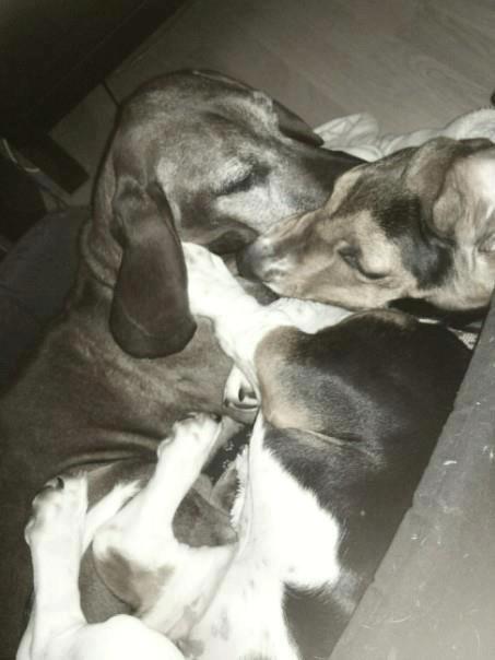 Basset hound Daisy billede 13