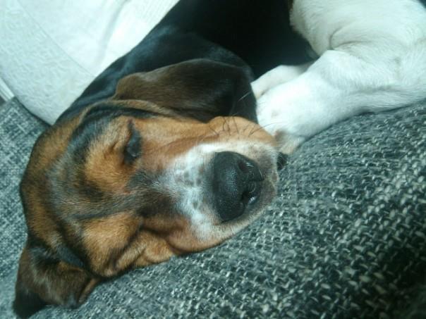 Basset hound Daisy billede 14