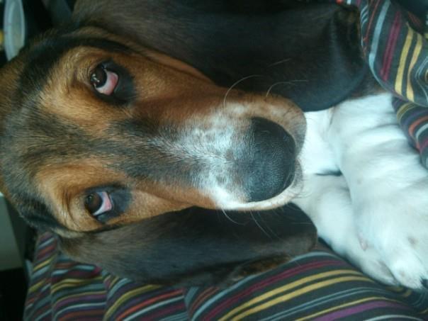 Basset hound Daisy billede 15