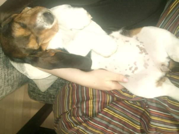 Basset hound Daisy billede 16