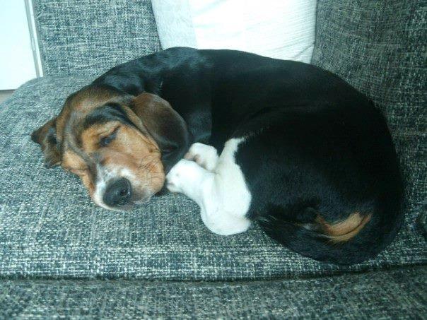 Basset hound Daisy billede 17