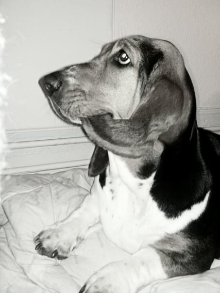 Basset hound Daisy billede 18
