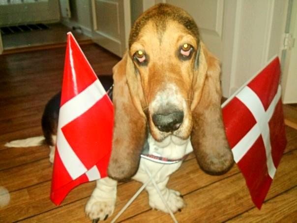 Basset hound Daisy billede 19