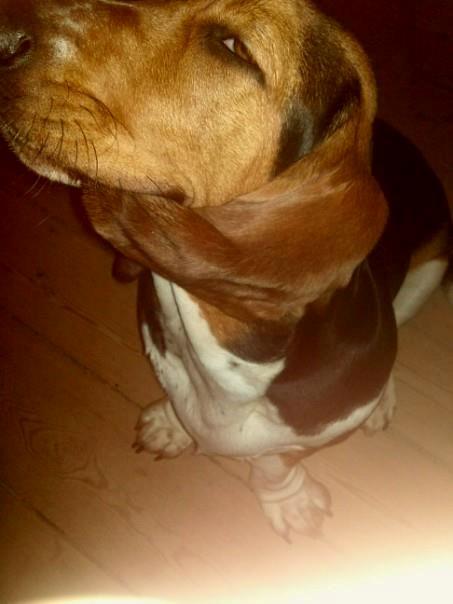 Basset hound Daisy billede 20