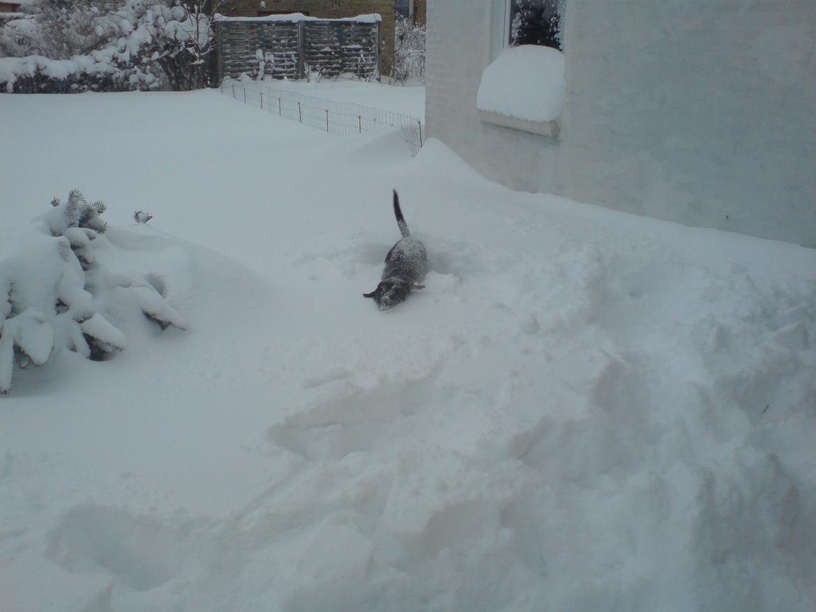 Labrador retriever Naja billede 12