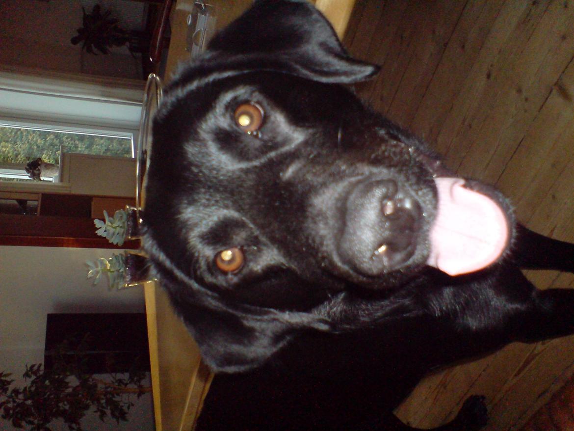 Labrador retriever Naja billede 14