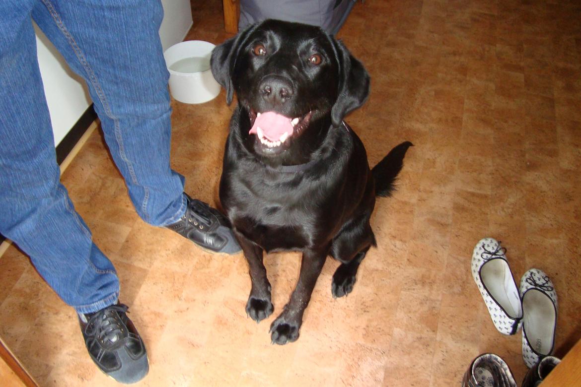 Labrador retriever Naja billede 2