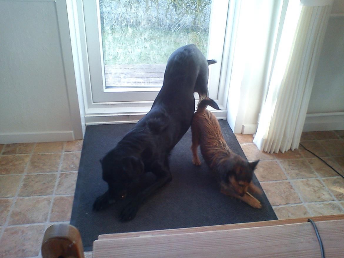 Labrador retriever Naja billede 6