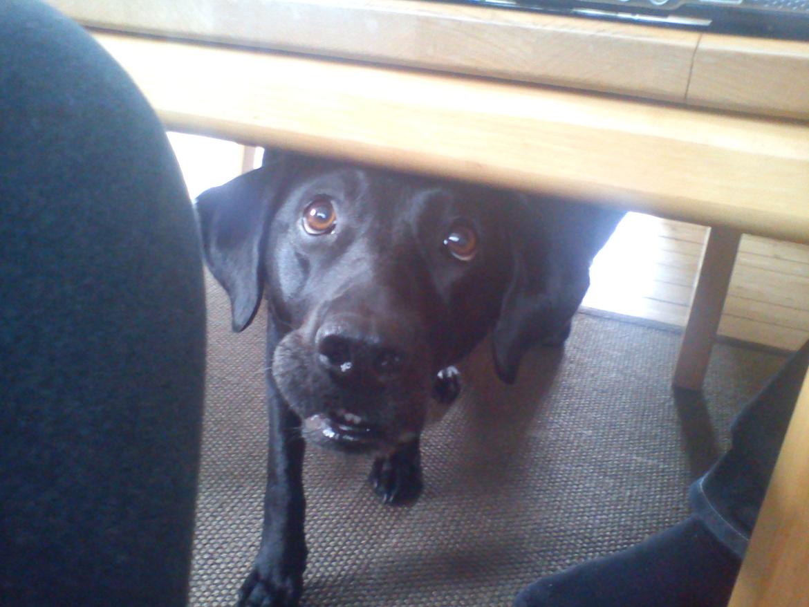 Labrador retriever Naja billede 15