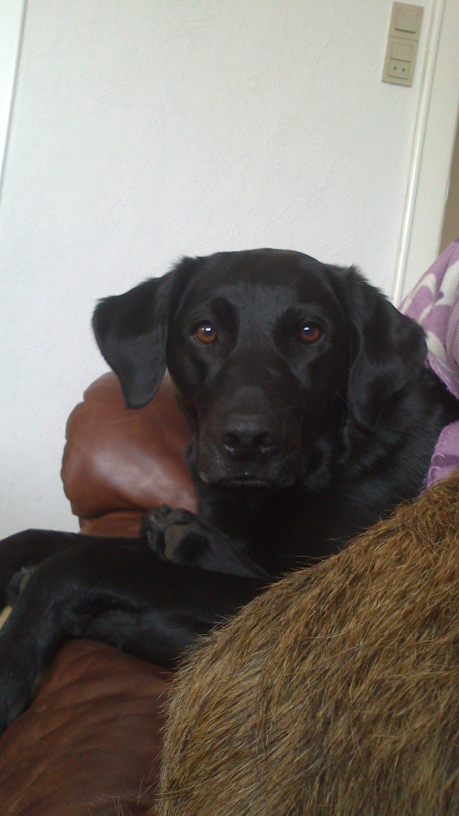 Labrador retriever Naja billede 1