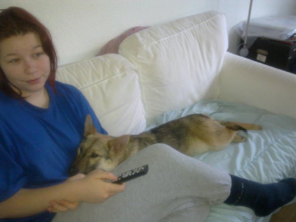 Schæferhund Freja billede 3