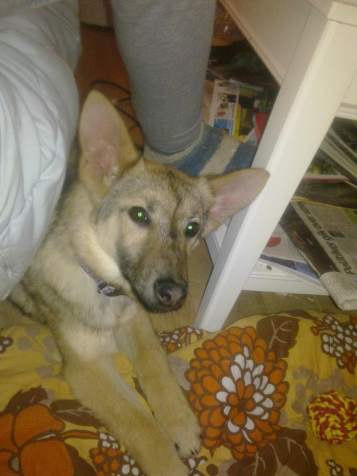 Schæferhund Freja billede 4