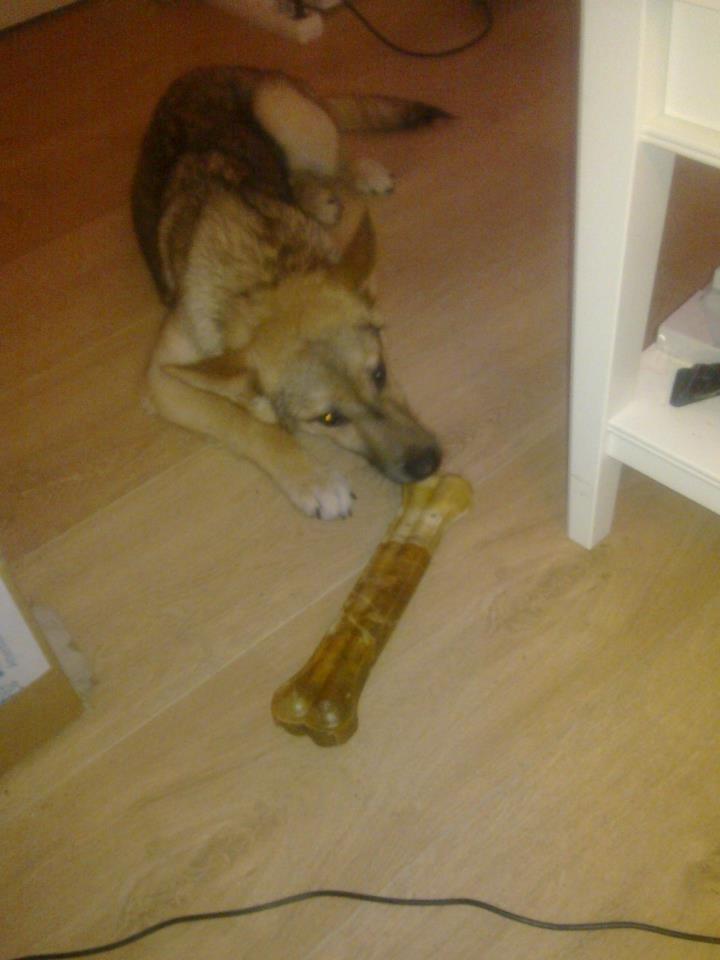 Schæferhund Freja billede 5