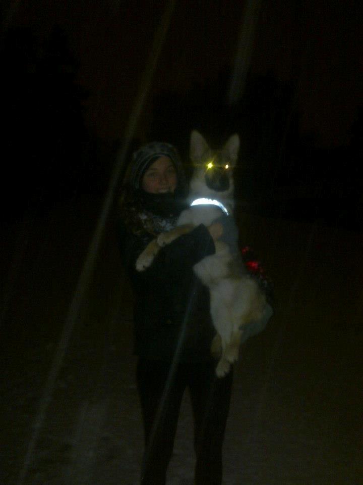 Schæferhund Freja billede 6