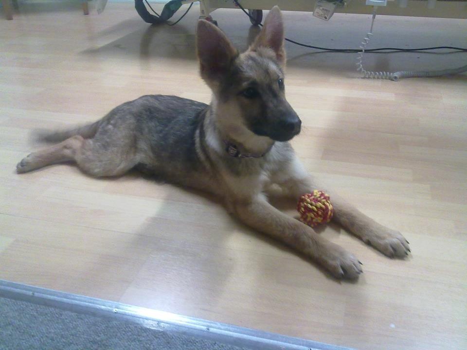 Schæferhund Freja billede 2