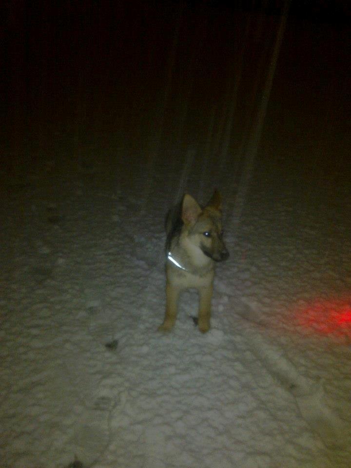 Schæferhund Freja billede 7