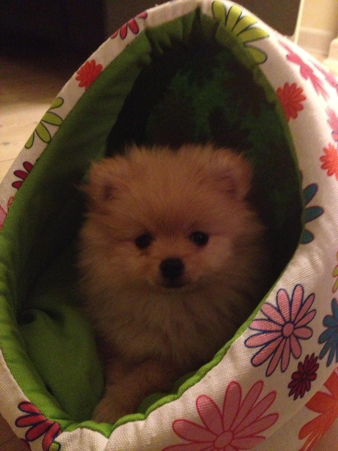 Pomeranian Simba - Her er Simba 12 uger billede 1