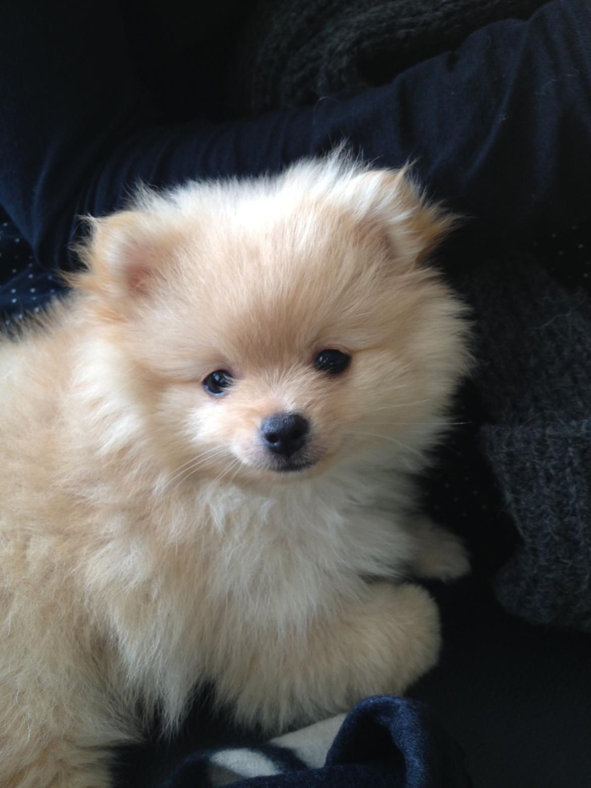 Pomeranian Simba - Her er Simba 12 uger billede 2