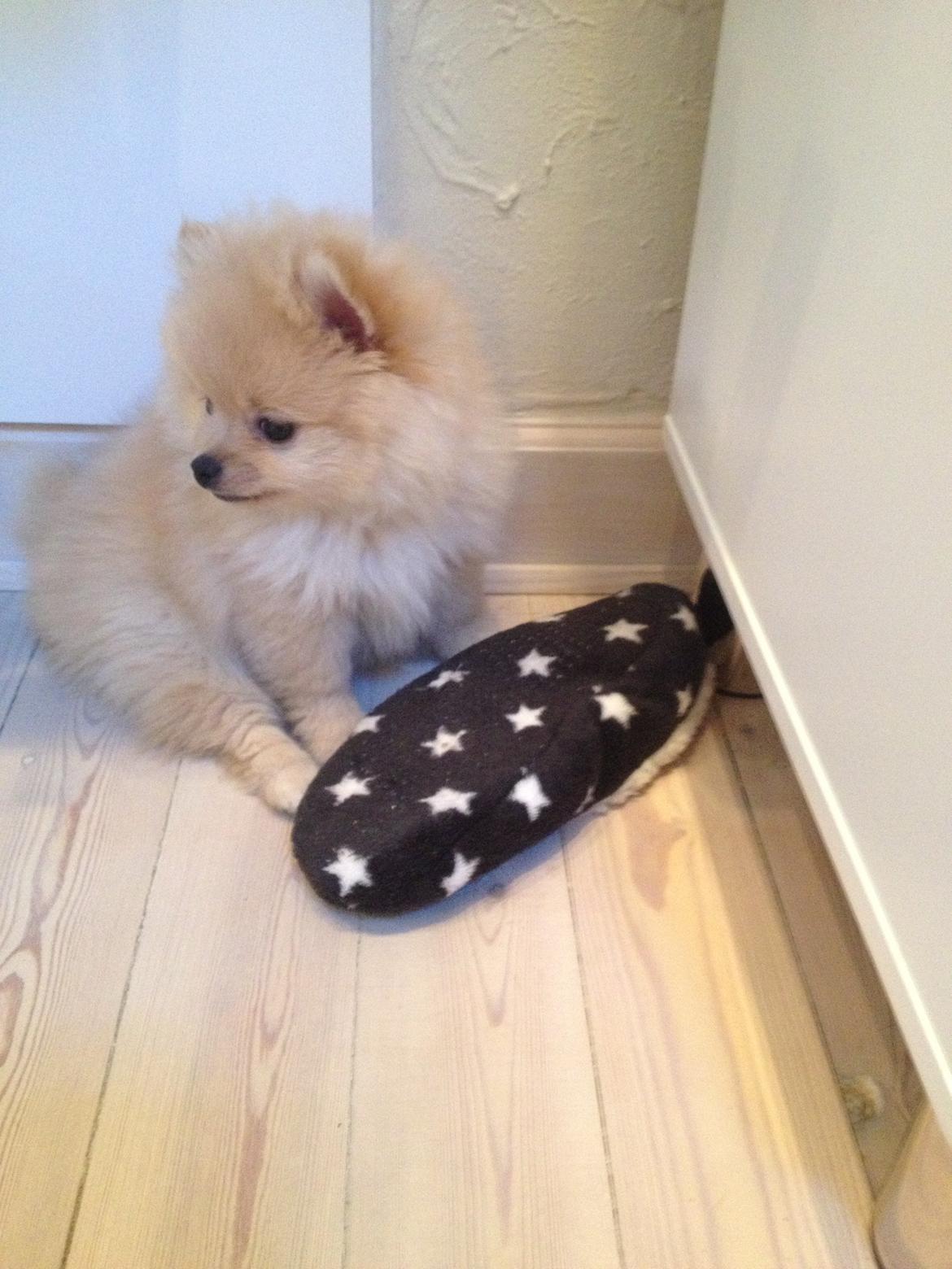 Pomeranian Simba billede 3