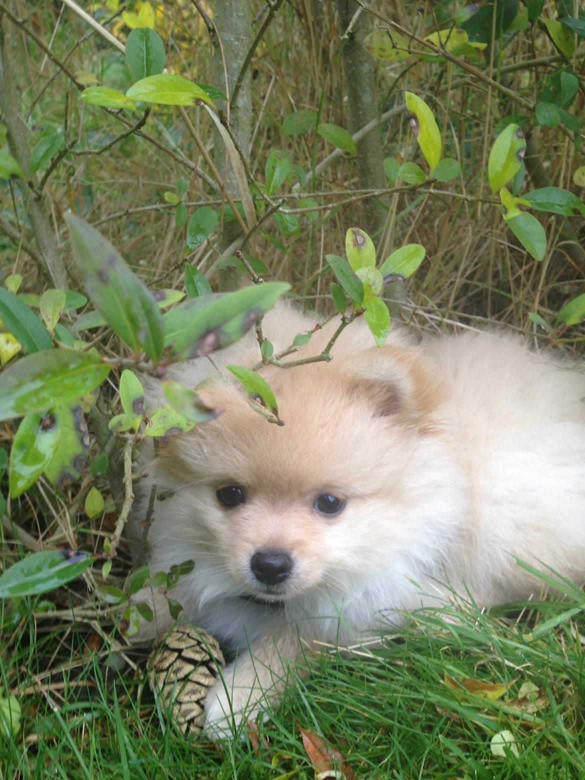 Pomeranian Simba - Simba er en tur i haven billede 4