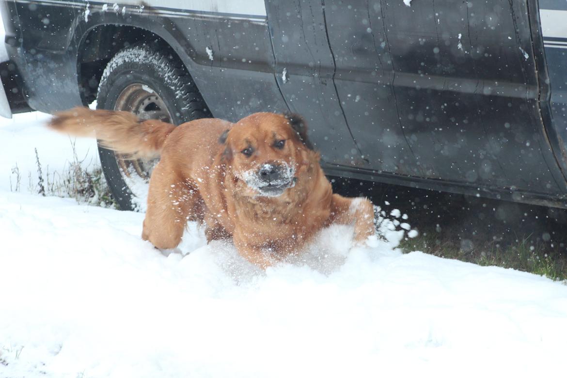 Blanding af racer Buster billede 1