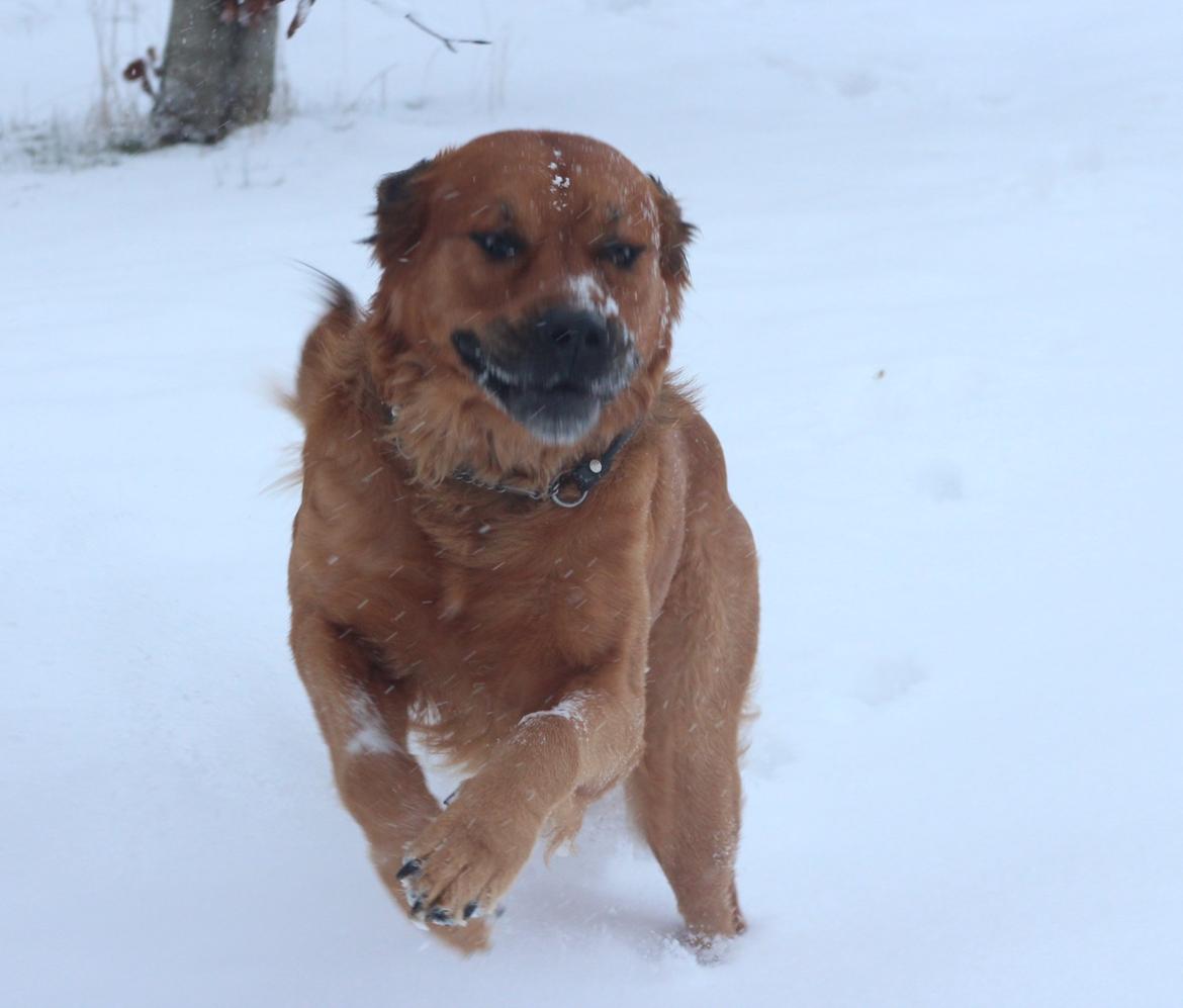 Blanding af racer Buster billede 2