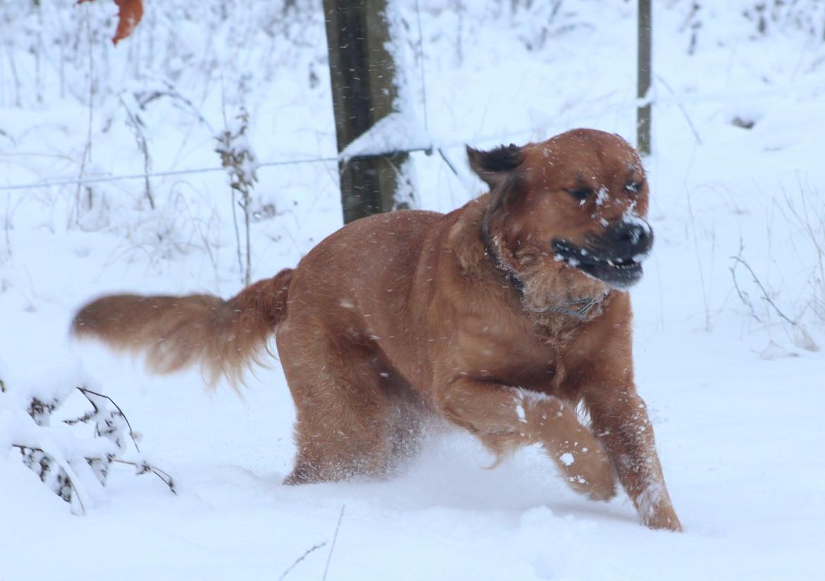 Blanding af racer Buster billede 3