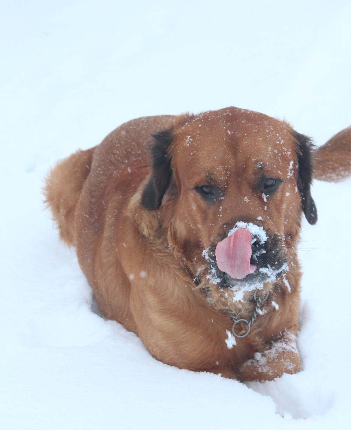 Blanding af racer Buster billede 4