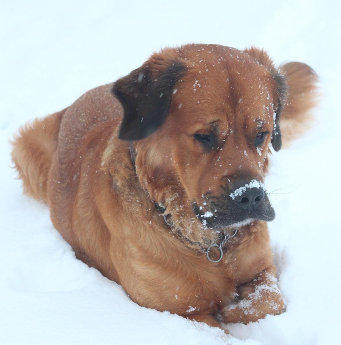Blanding af racer Buster billede 5