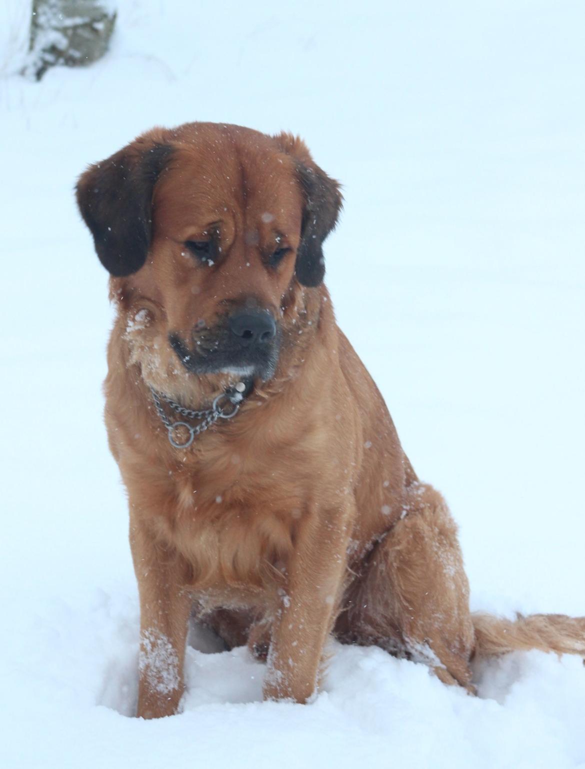 Blanding af racer Buster billede 6