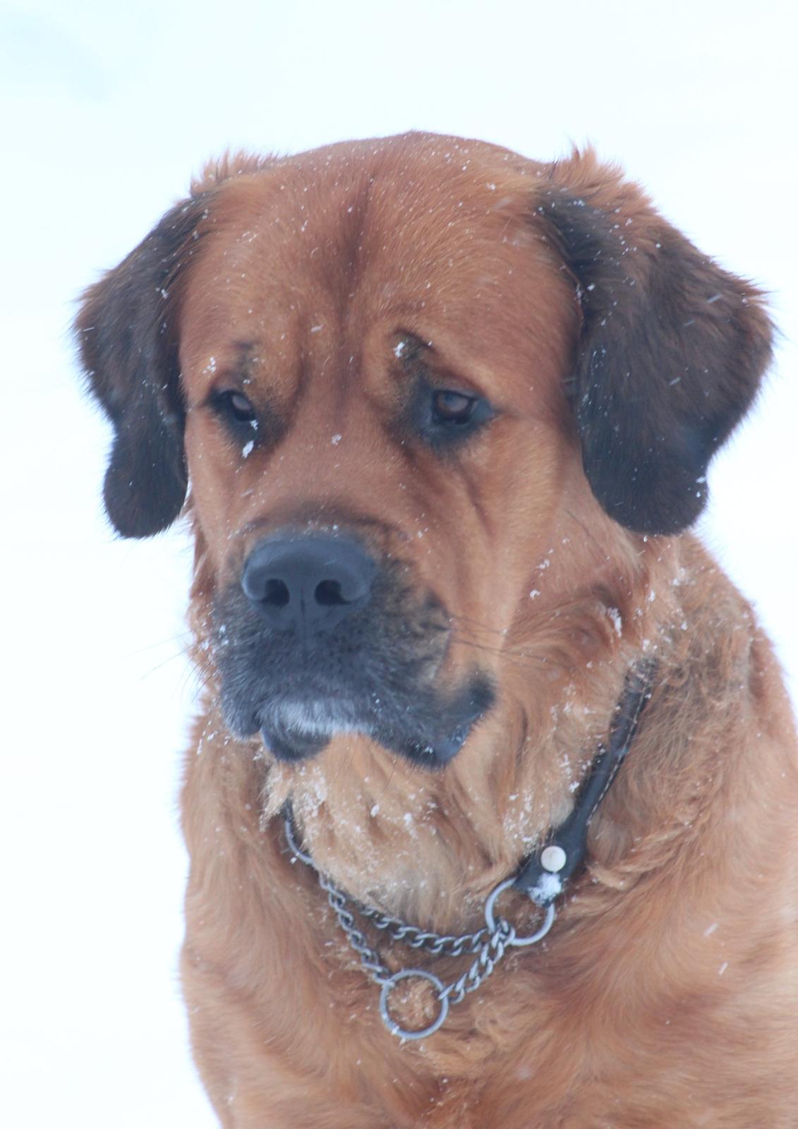 Blanding af racer Buster billede 7