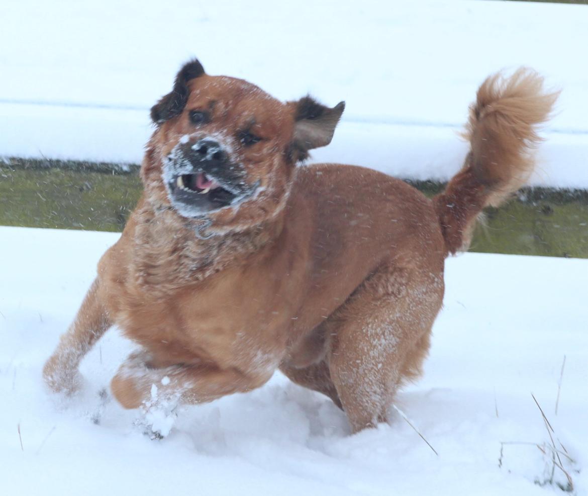 Blanding af racer Buster billede 8