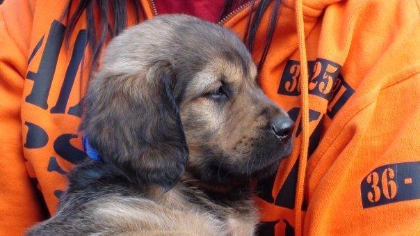 Blanding af racer Buster - Buster som 6 ugers ca.

Den dag jeg valgte ham billede 9