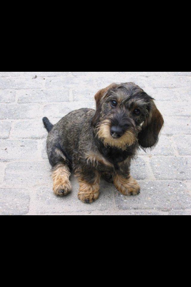 Gravhund Mie - Mie som hvalp billede 2