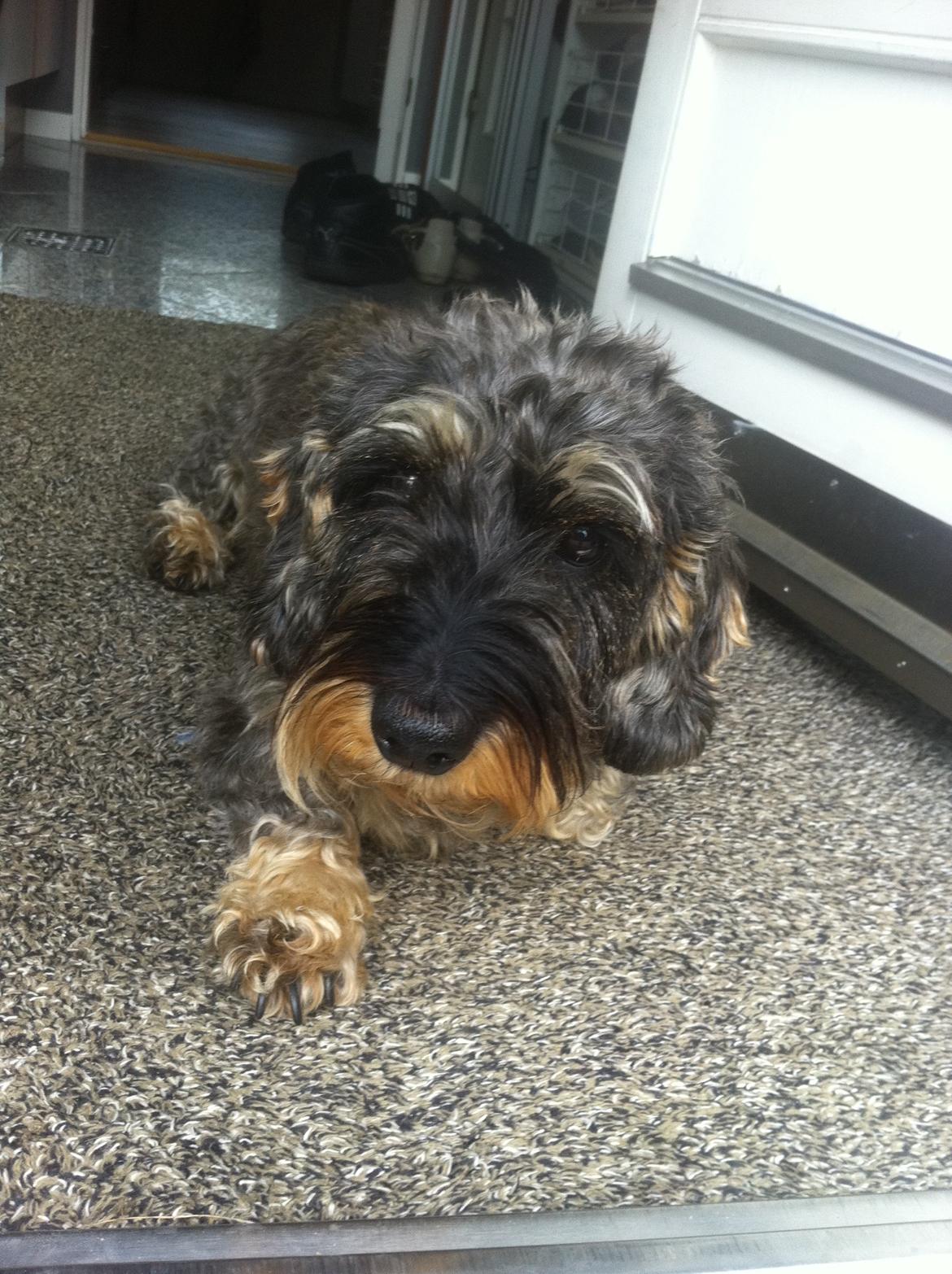 Gravhund Mie billede 1