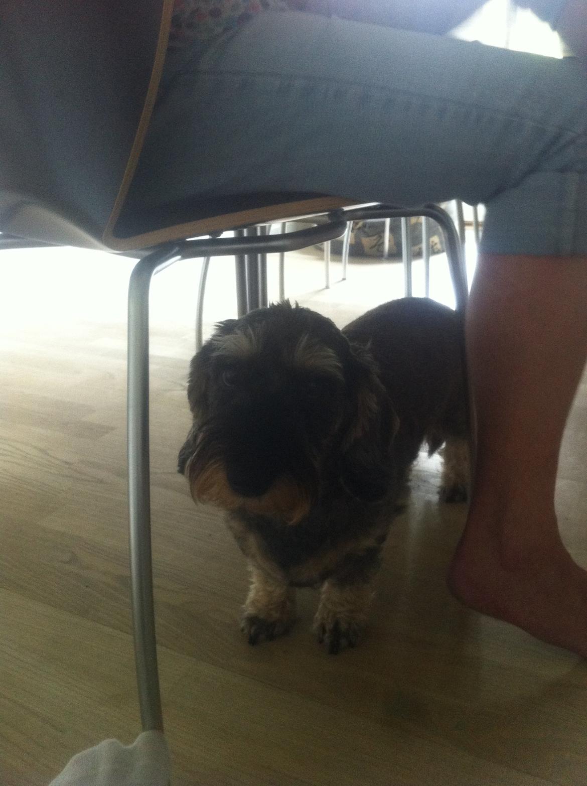 Gravhund Mie billede 3