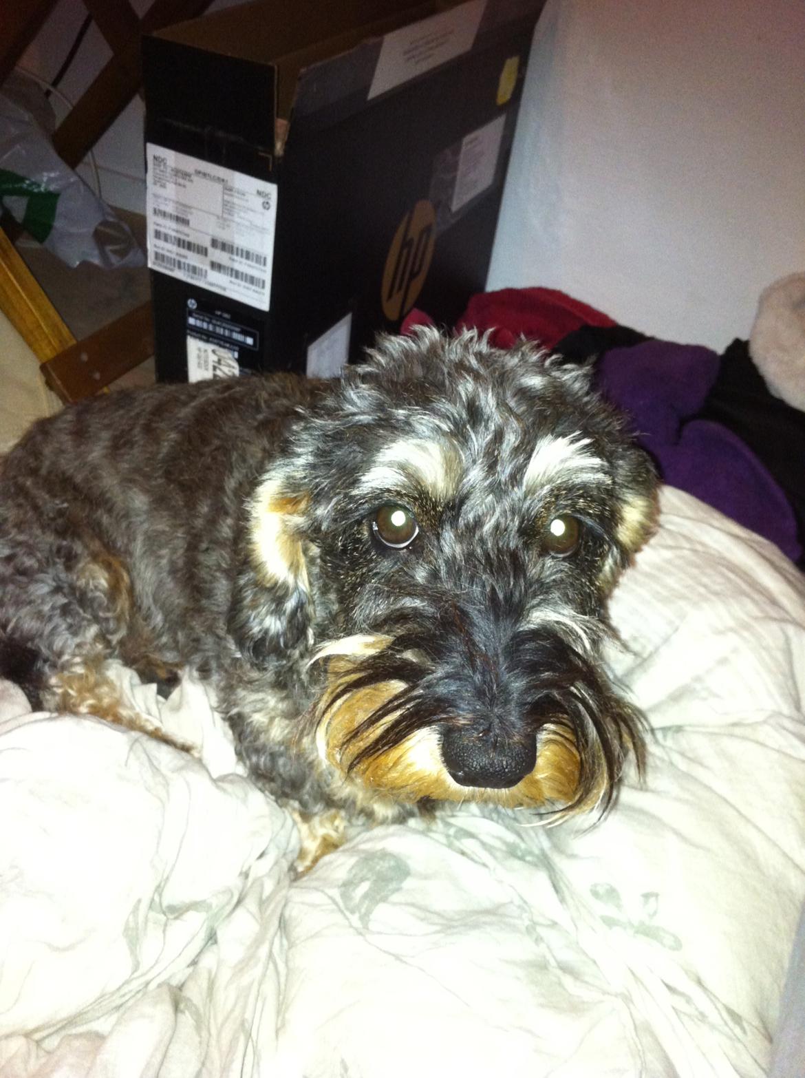 Gravhund Mie billede 4