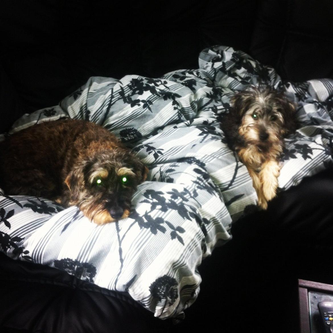 Gravhund Mie billede 8