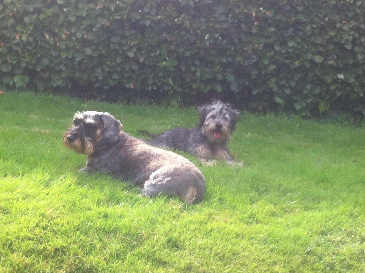 Gravhund Mie billede 9