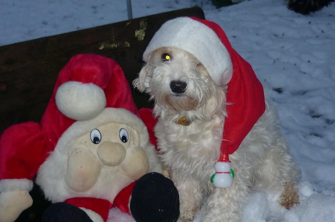 Løwchen CHLOE - En julehilsen til alle fra Chloe billede 3