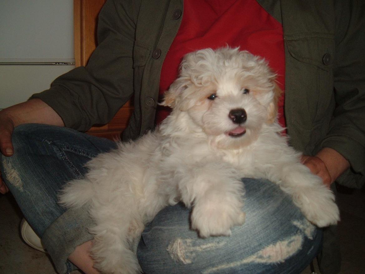 Løwchen CHLOE - Chloe som 10 uger billede 5